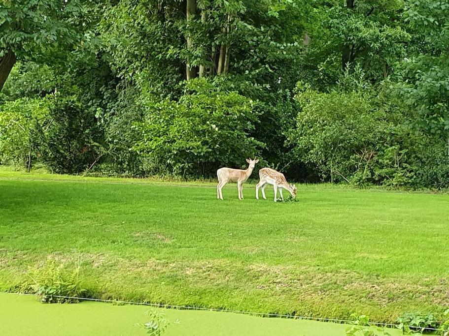 Midden In De Friese Bossen Op Landgoed Princenhof Oranjewoud Bagian luar foto